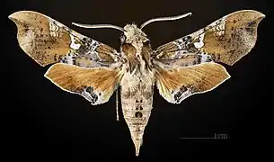 Avers du mâle (coll.MHNT)