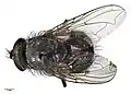 Calliphora kermadeca