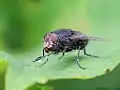 Calliphora uralensis