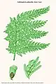 Callistopteris polyantha