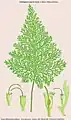 Callistopteris superba