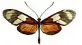 Callithomia lenea