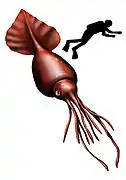 Un calmar colossal à échelle humaine.