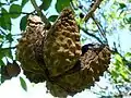 Fruits