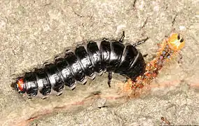 Une chenille attaquée par une larve de Grand calosome