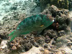 Calotomus carolinus mâle