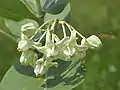 Calotropis gigantea.