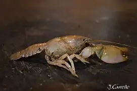 Parastacus pugnax