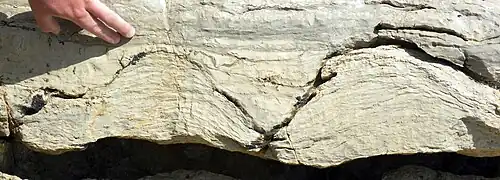 Stromatolites de la formation Pika près d'Helen Lake dans le parc national Banff, Canada