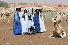 Nouakchott (Mauritanie), marché aux dromadaires.
