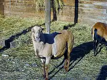 Mouton du Cameroun
