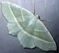 Campaea margaritaria (Linnaeus, 1761)