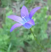 Campanule
