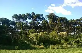 Campo Bonito