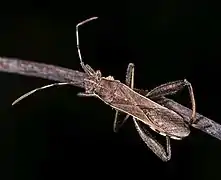 Camptopus lateralis
