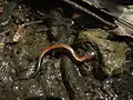 Salamandre cendrée, boisés de l'université.