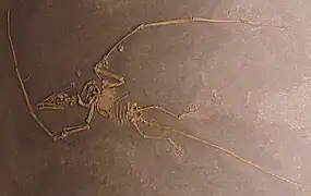 Peteinosaurus