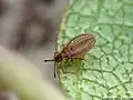 Tinginae : Campylosteira verna, Lettonie.