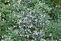 Floraison et feuillage