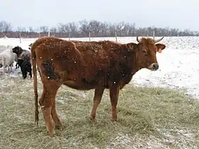 vache rouge froment à mufle noir cerclé de clair.