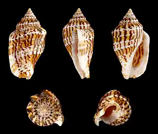 Canarium mutabile.