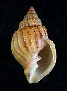 Cancellaria albida
