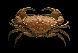 Cancer bellianus (en), un crabe (Malacostraca)