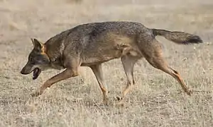 Loup en déplacement