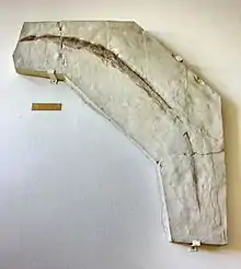 Fossile.