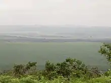 Photo d'une plantation de cannes à sucre