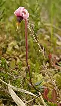 Canneberge (Vaccinium oxycoccos)