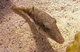 Canthagaster margaritata