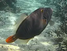 Cantherhines dumerilii.