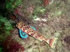 Chelidonichthys capensis.