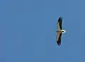 Vautour percnoptère, Neophron percnopterus.