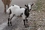 Capra aegagrus hircus, croisée au détour d'une route d'Ardèche.