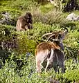 Photo de dos d'un bouquetin d'Abyssinie figurant au premier plan. Un singe figure au second plan.