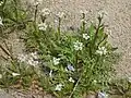 Vue d'ensemble de Capsella bursa-pastoris