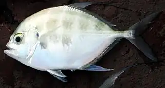 Carangoides hedlandensis