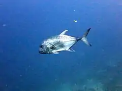 Une carangue à grosse tête (Caranx ignobilis)