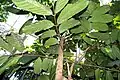Feuillage de Carapa guianensis (face inférieure)