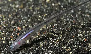Carapus acus (Carapidae)
