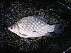 Poisson argenté à nageoires noires