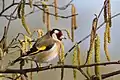 Carduelis carduelisChardonneret élégant