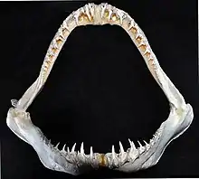 Dentition.