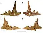 Vue en deux côtés deux des os jugaux d'un dinosaure théropode sur fond blanc.