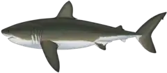 Dessin reconstituant Cardabiodon ricki