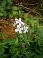 Haut de la tige avec fleurs et bulbilles.