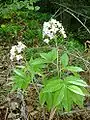 Cardamine à sept folioles