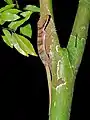 Gecko cyrtodactylus intermedius